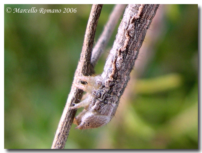 Bruchi fra l''erica, seconda parte: Athroolopha chrysitaria